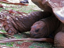 Альбом позитивного настроения, или каковы черепахи на ощупь