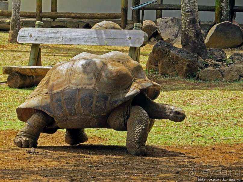 Альбом позитивного настроения, или каковы черепахи на ощупь