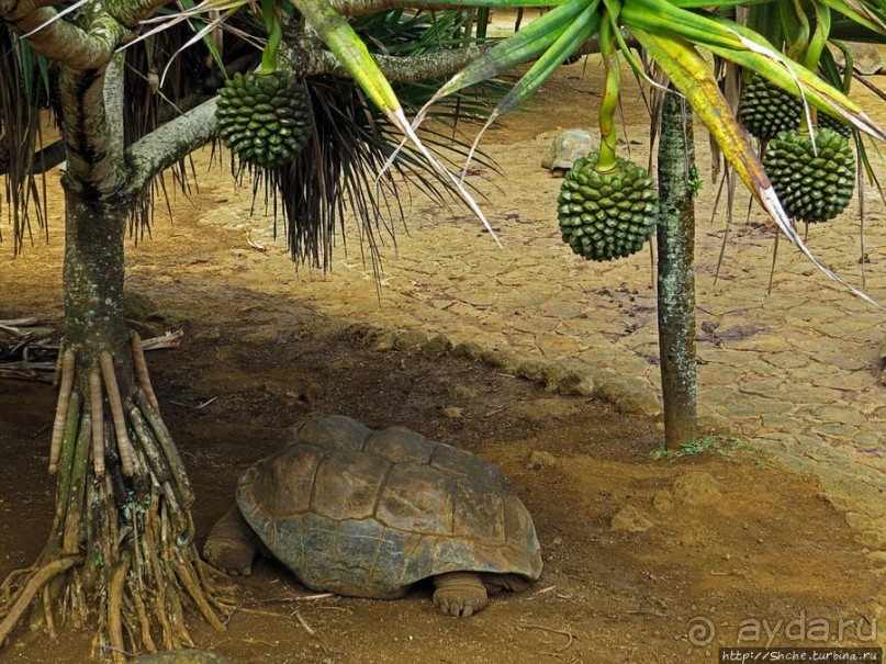 Альбом позитивного настроения, или каковы черепахи на ощупь