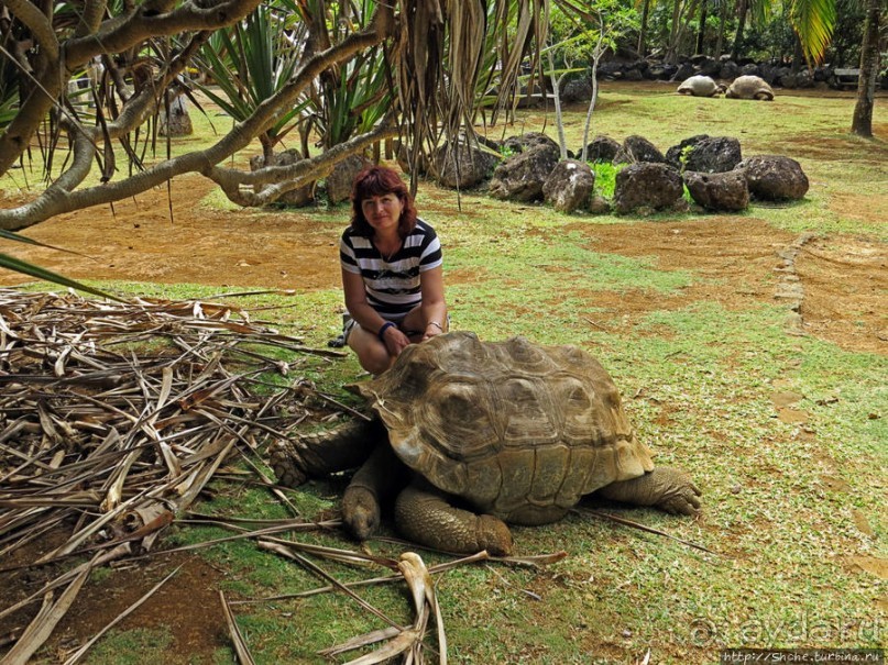 Альбом позитивного настроения, или каковы черепахи на ощупь