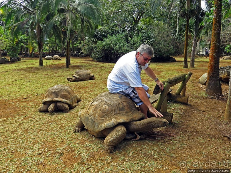 Альбом позитивного настроения, или каковы черепахи на ощупь