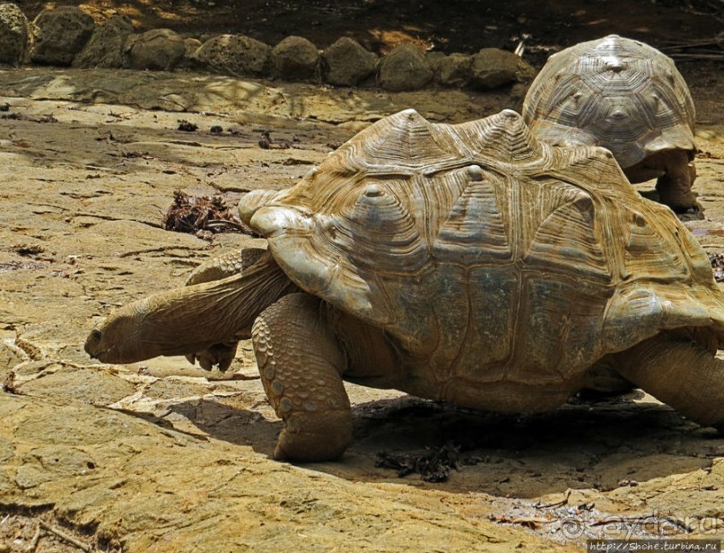 Альбом позитивного настроения, или каковы черепахи на ощупь