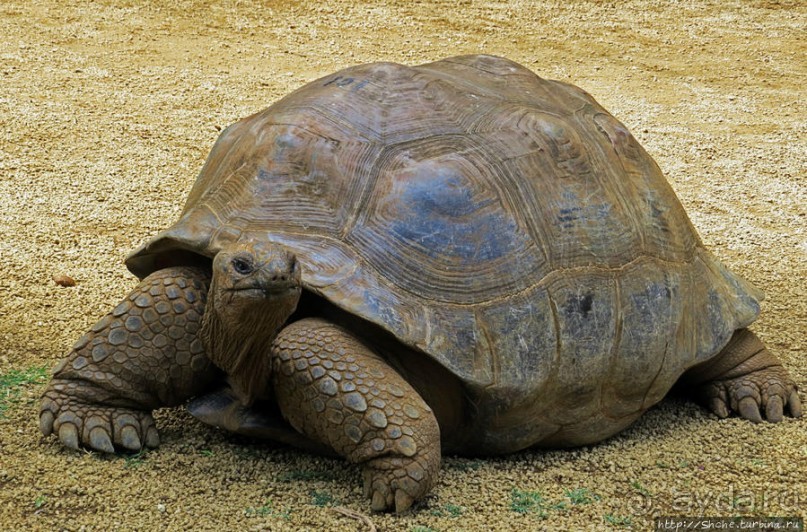 Альбом позитивного настроения, или каковы черепахи на ощупь