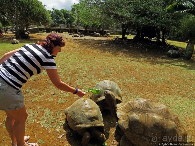 Альбом позитивного настроения, или каковы черепахи на ощупь