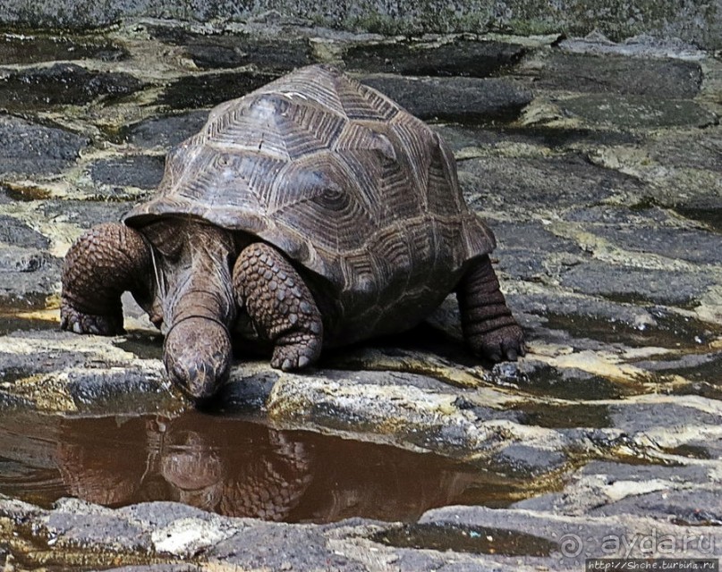 Альбом позитивного настроения, или каковы черепахи на ощупь