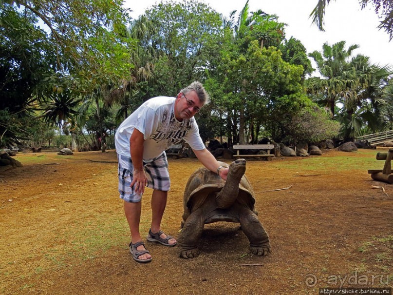 Альбом позитивного настроения, или каковы черепахи на ощупь
