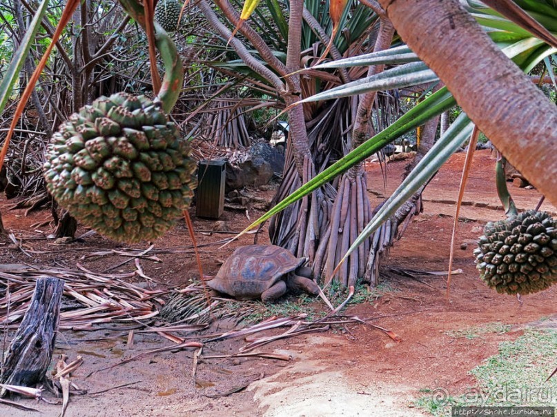 Альбом позитивного настроения, или каковы черепахи на ощупь
