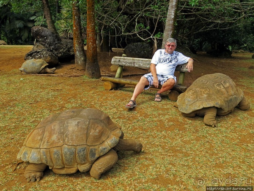 Альбом позитивного настроения, или каковы черепахи на ощупь