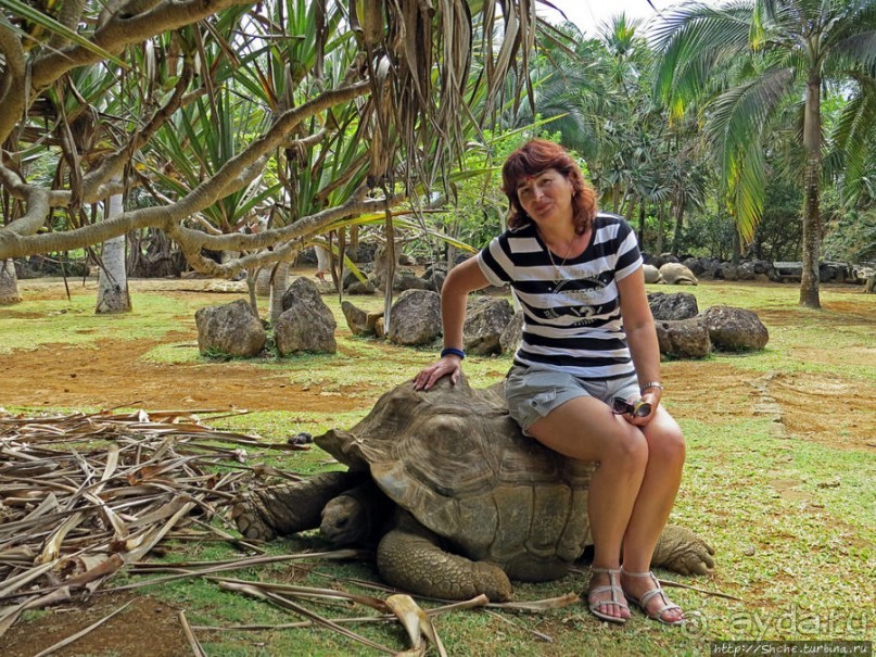 Альбом позитивного настроения, или каковы черепахи на ощупь