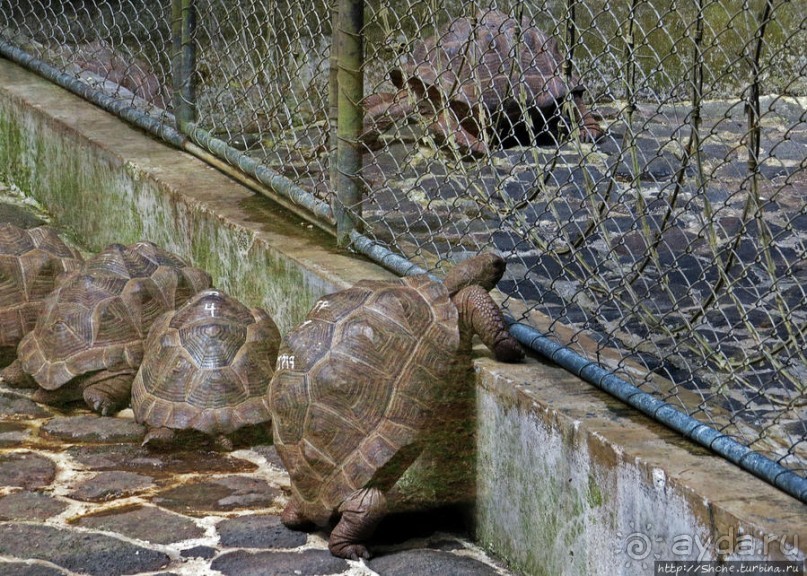 Альбом позитивного настроения, или каковы черепахи на ощупь