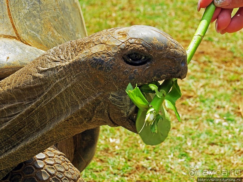 Альбом позитивного настроения, или каковы черепахи на ощупь
