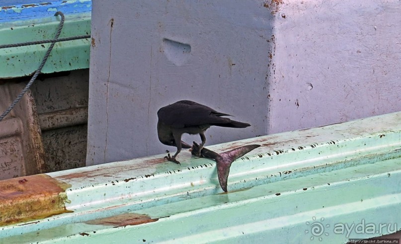Новая жизнь старого порта Джибути