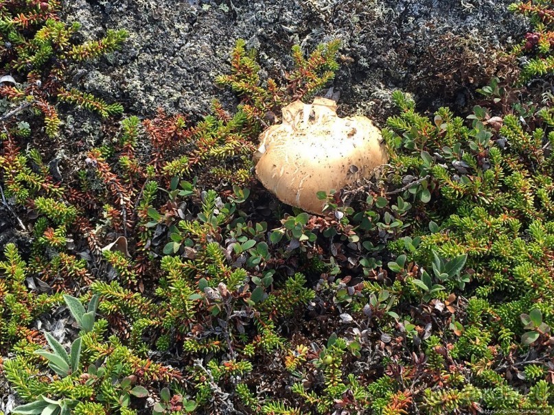 Туманные перспективы