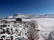 Замерзшие берега Дир Крик — поездка на исторической ж.д.