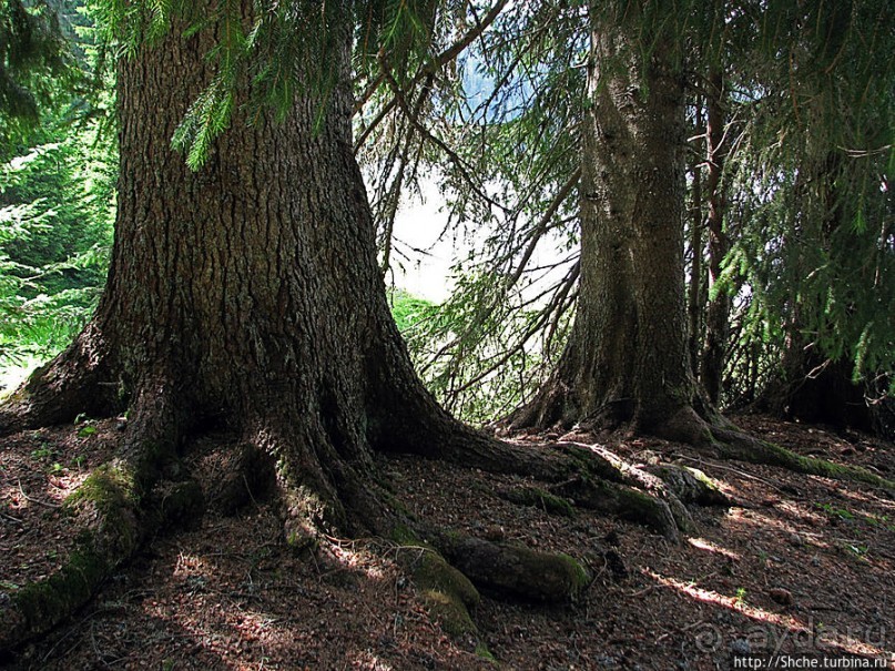 Природа национального парка Дурмитор, Черногория