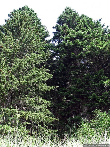 Природа национального парка Дурмитор, Черногория