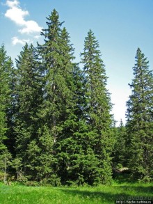 Природа национального парка Дурмитор, Черногория