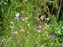 Природа национального парка Дурмитор, Черногория