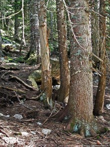 Природа национального парка Дурмитор, Черногория