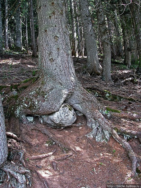 Природа национального парка Дурмитор, Черногория