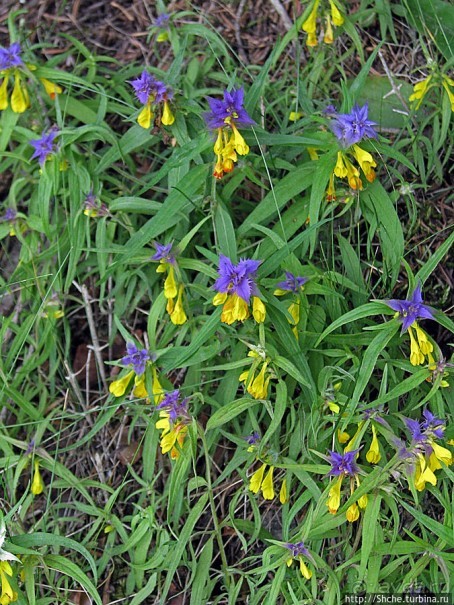 Природа национального парка Дурмитор, Черногория