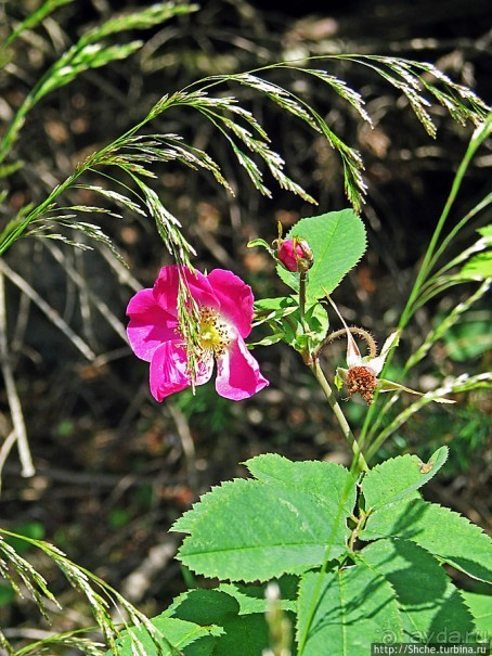 Природа национального парка Дурмитор, Черногория