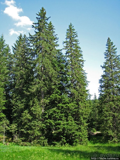 Природа национального парка Дурмитор, Черногория