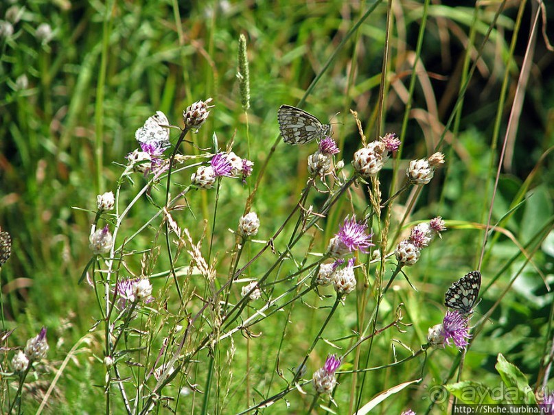 Природа национального парка Дурмитор, Черногория