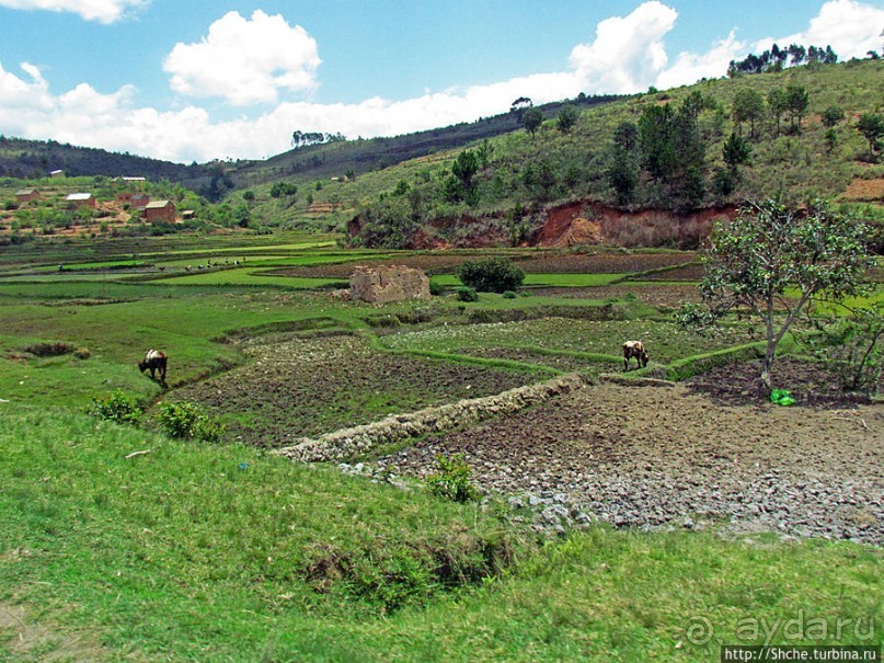 Мадагаскарские картинки. Окрестности Анцирабе
