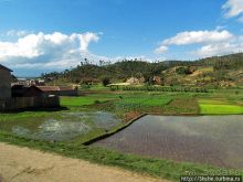 Мадагаскарские картинки. Окрестности Анцирабе