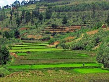 Мадагаскарские картинки. Окрестности Анцирабе