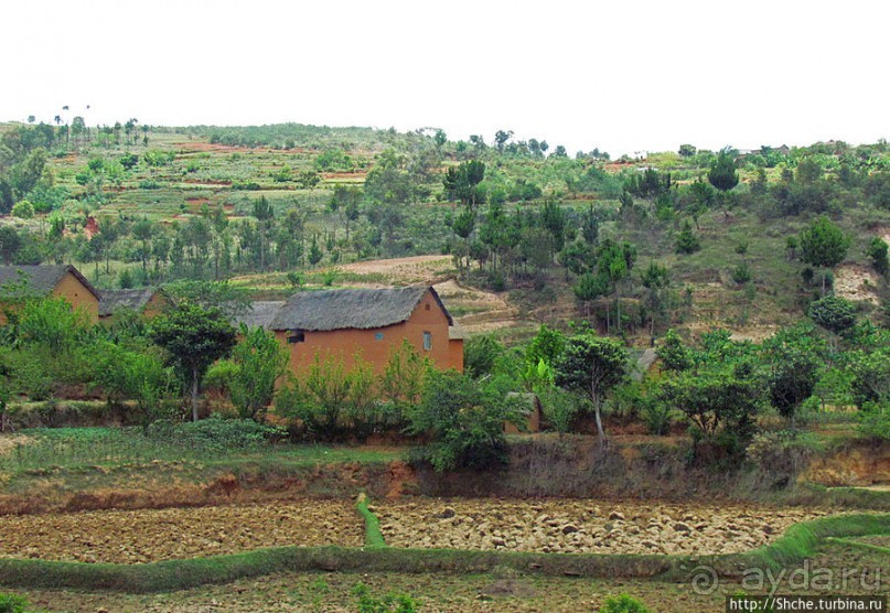 Мадагаскарские картинки. Окрестности Анцирабе