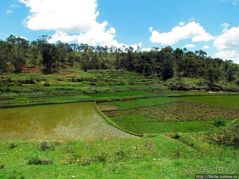 Мадагаскарские картинки. Окрестности Анцирабе