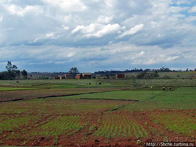 Мадагаскарские картинки. Окрестности Анцирабе