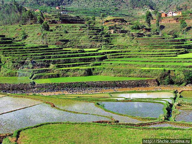 Мадагаскарские картинки. Окрестности Анцирабе