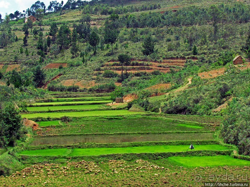 Мадагаскарские картинки. Окрестности Анцирабе