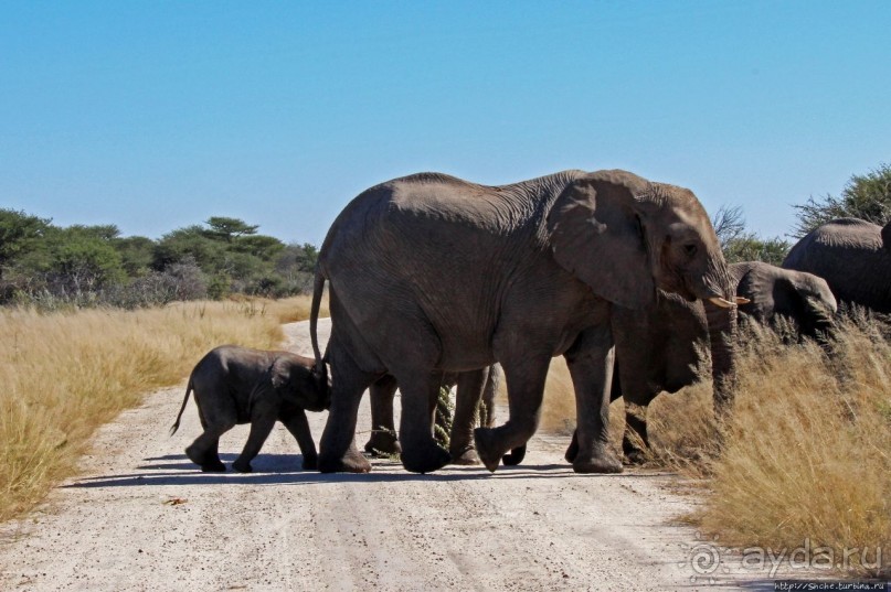 Слоны ушли на север