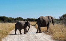 Слоны ушли на север