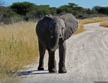 Слоны ушли на север