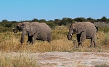 Слоны ушли на север