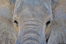 Слоны ушли на север