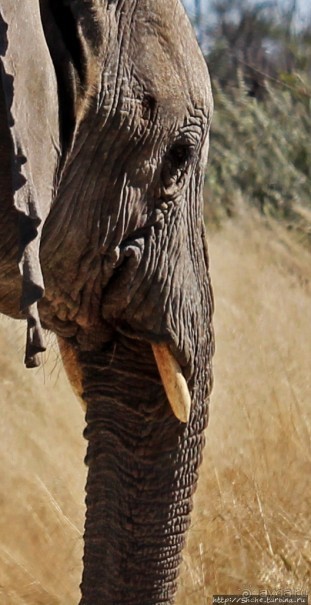 Слоны ушли на север