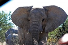 Слоны ушли на север