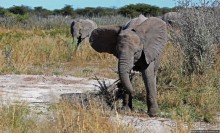 Слоны ушли на север