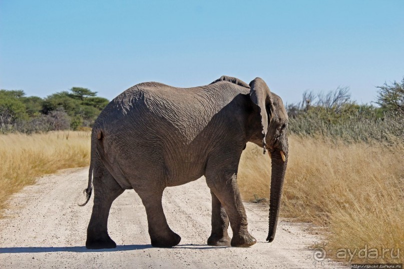 Альбом отзыва "Слоны ушли на север"
