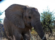 Слоны ушли на север