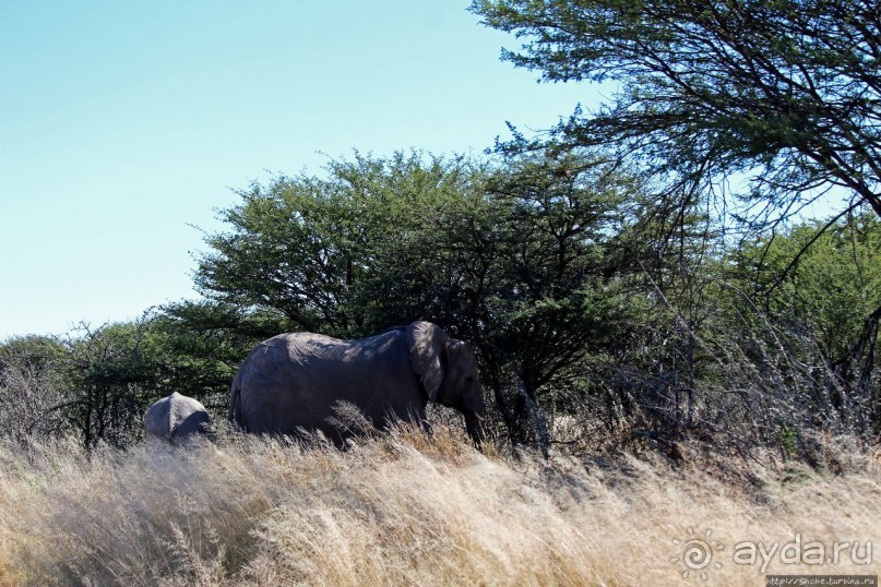 Слоны ушли на север