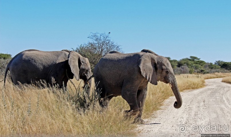 Слоны ушли на север