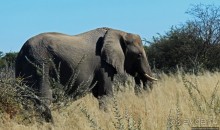 Слоны ушли на север