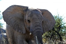 Слоны ушли на север